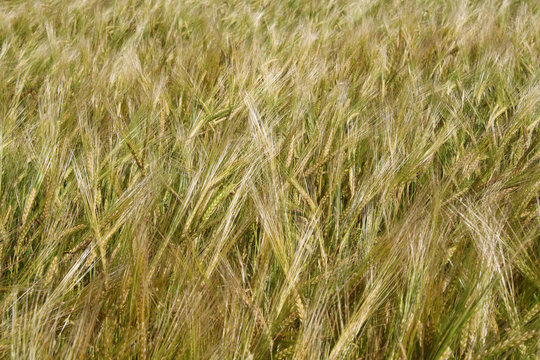 Field ears of arable land abstract background © sergeylapin