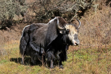 Yak 