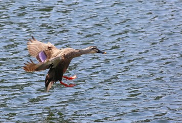 着水寸前のカモ