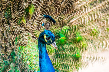 Obraz premium Peacock close-up on the background of fluffy multi-colored tail feathers