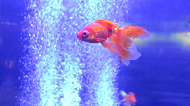 Goldfish Bowl Veiltail Exotic