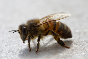 bee abeille macro close up details