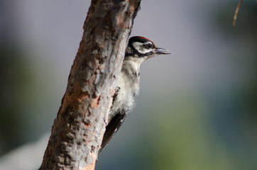 Great spotted woodpecker (Dendrocopos major thanneri). Young. Alsándara mountain. Integral Natural Reserve of Inagua. Gran Canaria. Canary Islands. Spain.