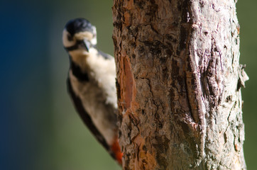 Trunk of Canary Island pine (Pinus canariensis) and female of great spotted woodpecker (Dendrocopos major thanneri) out of focus. Inagua. Gran Canaria. Canary Islands. Spain.