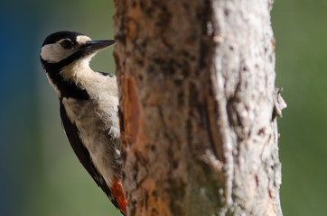 Great spotted woodpecker (Dendrocopos major thanneri). Female. Alsándara mountain. Integral Natural Reserve of Inagua. Gran Canaria. Canary Islands. Spain.