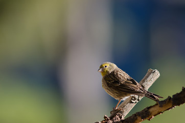 Canary (Serinus canarius). Alsándara mountain. Integral Natural Reserve of Inagua. Tejeda. Gran Canaria. Canary Islands. Spain.