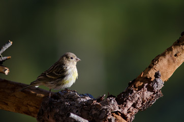 Canary (Serinus canarius). Alsándara mountain. Integral Natural Reserve of Inagua. Tejeda. Gran Canaria. Canary Islands. Spain.