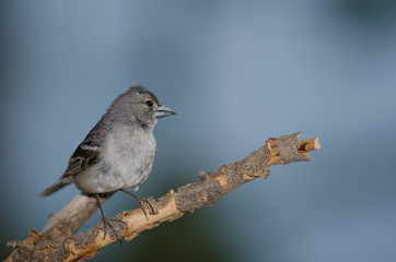 Gran Canaria blue chaffinch (Fringilla polatzeki). Male of second year. Alsándara mountain. Integral Natural Reserve of Inagua. Gran Canaria. Canary Islands. Spain.