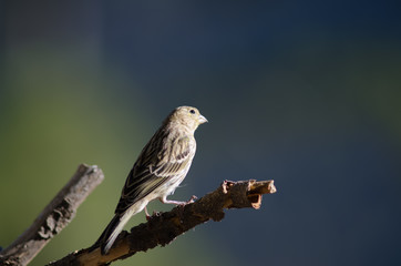 Canary (Serinus canarius). Alsándara mountain. Integral Natural Reserve of Inagua. Tejeda. Gran Canaria. Canary Islands. Spain.