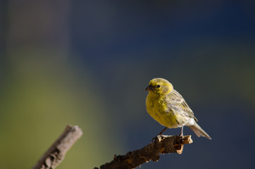 Canary (Serinus canarius). Alsándara mountain. Integral Natural Reserve of Inagua. Tejeda. Gran Canaria. Canary Islands. Spain.
