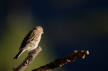 Canary (Serinus canarius). Alsándara mountain. Integral Natural Reserve of Inagua. Tejeda. Gran Canaria. Canary Islands. Spain.
