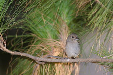 Gran Canaria blue chaffinch (Fringilla polatzeki). Female. Alsándara mountain. Integral Natural Reserve of Inagua. Tejeda. Gran Canaria. Canary Islands. Spain.