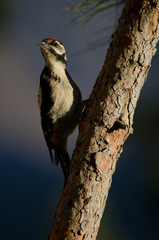 Great spotted woodpecker (Dendrocopos major thanneri). Young. Alsándara mountain. Integral Natural Reserve of Inagua. Gran Canaria. Canary Islands. Spain.