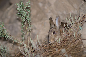 European rabbit (Oryctolagus cuniculus). Integral Natural Reserve of Inagua. Tejeda. Gran Canaria. Canary Islands. Spain.