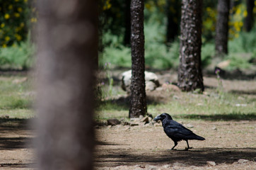 Common raven (Corvus corax). Bailico. The Nublo Rural Park. Tejeda. Gran Canaria. Canary Islands. Spain.