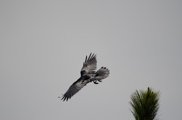 Common raven (Corvus corax) taking flight. Pajonales. Parque Rural del Nublo. Tejeda. Gran Canaria. Canary Islands. Spain.
