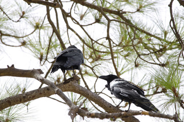 Common ravens (Corvus corax). Pajonales. Parque Rural del Nublo. Tejeda. Gran Canaria. Canary Islands. Spain.