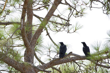 Common ravens (Corvus corax). Pajonales. Parque Rural del Nublo. Tejeda. Gran Canaria. Canary Islands. Spain.