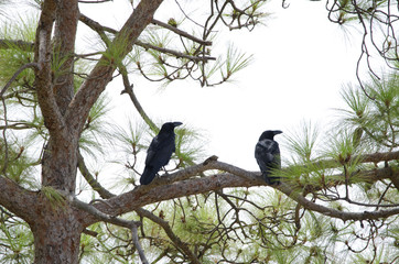 Common ravens (Corvus corax). Pajonales. Parque Rural del Nublo. Tejeda. Gran Canaria. Canary Islands. Spain.