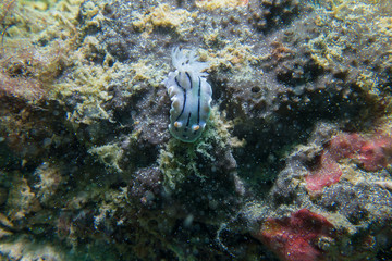 Tropical coral reef with nudibranch