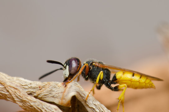 European beewolf (Philanthus triangulum). Schamann. Las Palmas de Gran Canaria. Gran Canaria. Canary Islands. Spain.