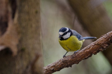 Blue tit (Parus caeruleus teneriffae). The Nublo Rural Park. Tejeda. Gran Canaria. Canary Islands. Spain.