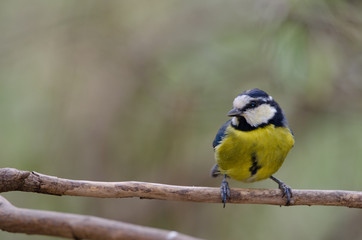 Naklejka premium Blue tit (Parus caeruleus teneriffae). The Nublo Rural Park. Tejeda. Gran Canaria. Canary Islands. Spain.