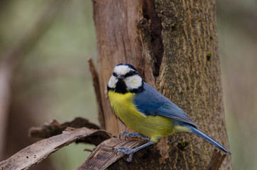 Fototapeta premium Blue tit (Parus caeruleus teneriffae). The Nublo Rural Park. Tejeda. Gran Canaria. Canary Islands. Spain.