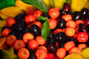  Cereja orgânica de Acerola brasileira em mãos de agricultor
