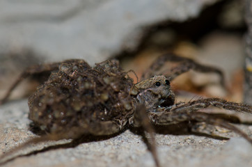 Wolf spider (Lycosidae) with her young on her back. Pajonales. Integral Natural Reserve of Inagua. Tejeda. Gran Canaria. Canary Islands. Spain.