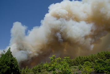 Forest fire. The Nublo Rural Park. Tejeda. Gran Canaria. Canary Islands. Spain.