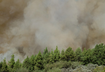 Forest fire. Tejeda. Gran Canaria. Canary Islands. Spain.