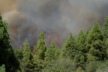 Forest fire. Tejeda. Gran Canaria. Canary Islands. Spain.