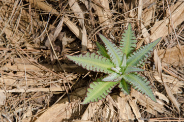 Young shoot of Sonchus acaulis. The Nublo Rural Park. Tejeda. Gran Canaria. Canary Islands. Spain.