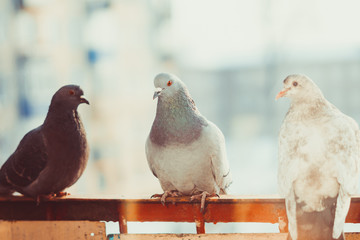 pigeons on the window