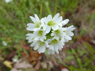 Hornkraut Blüten
