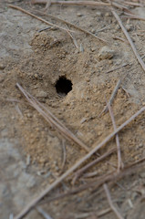 Wasp nest. The Nublo Rural Park. Tejeda. Gran Canaria. Canary Islands. Spain.