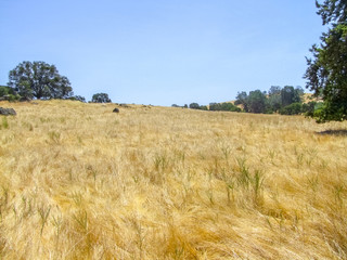 sunny grassland scenery