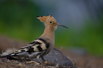 Hoopoe (Upupa epops). La Ballena ravine. Las Palmas de Gran Canaria. Gran Canaria. Canary Islands. Spain.