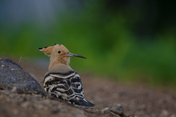 Hoopoe (Upupa epops). La Ballena ravine. Las Palmas de Gran Canaria. Gran Canaria. Canary Islands. Spain.