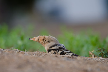 Hoopoe (Upupa epops) preening. La Ballena ravine. Las Palmas de Gran Canaria. Gran Canaria. Canary Islands. Spain.