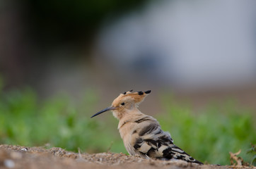 Hoopoe (Upupa epops). La Ballena ravine. Las Palmas de Gran Canaria. Gran Canaria. Canary Islands. Spain.