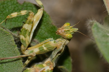 Devil's flower mantis (Blepharopsis mendica). Pajonales. Integral Natural Reserve of Inagua. Tejeda. Gran Canaria. Canary Islands. Spain.