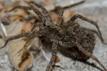 Wolf spider (Lycosidae) with her young on her back. Pajonales. Integral Natural Reserve of Inagua. Tejeda. Gran Canaria. Canary Islands. Spain.