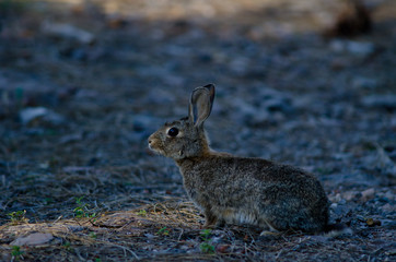 European rabbit (Oryctolagus cuniculus). Integral Natural Reserve of Inagua. Tejeda. Gran Canaria. Canary Islands. Spain.