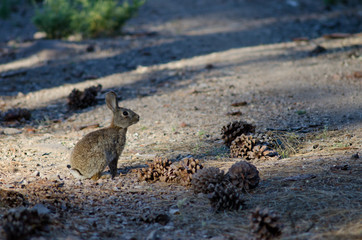 European rabbit (Oryctolagus cuniculus). Integral Natural Reserve of Inagua. Tejeda. Gran Canaria. Canary Islands. Spain.