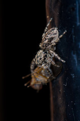 Jumping spider (Salticidae) with a prey (diptera). Pajonales. Integral Natural Reserve of Inagua. Tejeda. Gran Canaria. Canary Islands. Spain.
