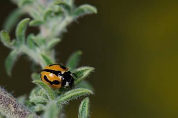 Ladybird (Coccinella miranda). Alsándara mountain. Integral Natural Reserve of Inagua. Tejeda. Gran Canaria. Canary Islands. Spain.