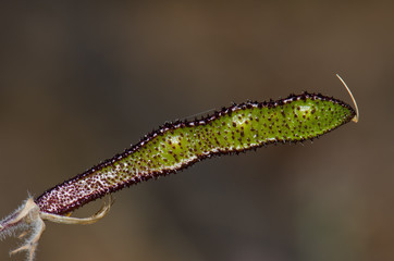 Legume of Canary Island flatpod (Adenocarpus foliolosus). Alsándara mountain. Integral Natural Reserve of Inagua. Tejeda. Gran Canaria. Canary Islands. Spain.