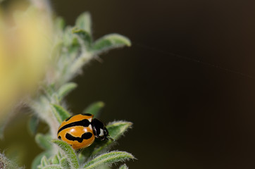 Ladybird (Coccinella miranda). Alsándara mountain. Integral Natural Reserve of Inagua. Tejeda. Gran Canaria. Canary Islands. Spain.